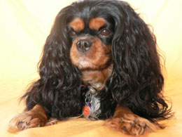 www.beepworld.de/members31/cavalier-henry