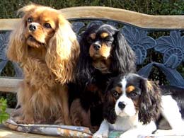 www.cavalier-king.de