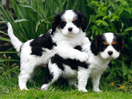 http://www.mai-lings.dk/