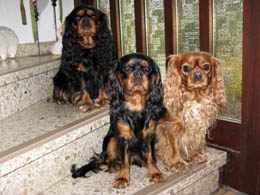 www.ruemlandteich-cavaliere.de