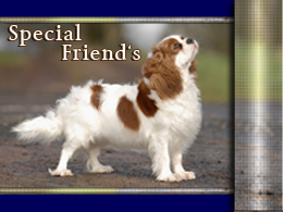 www.special-friends-cavaliers.de