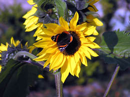 Sonnenblume mit Schmetterling