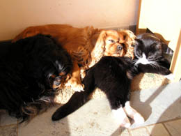 Wie Hund und Katze - Hauptmann, Garret und Nehle