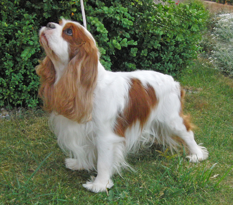 Lancaster- 8 Jahre alt Lancaster