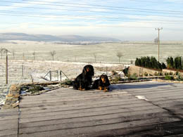 Hochzeitsfotos: Hauptmann Paul und Zoya in der Winterlandschaft