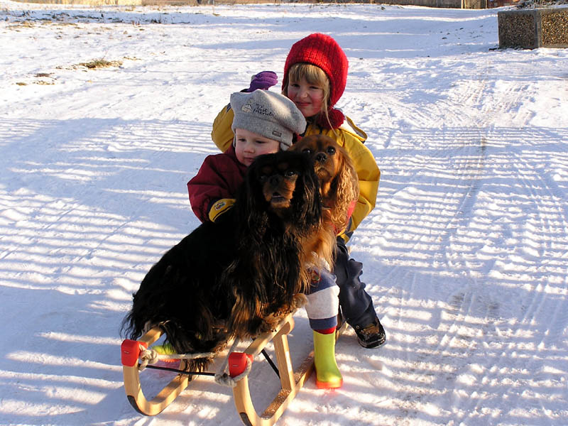 Winter - Schlitten fahren mit Kindern und Hunden