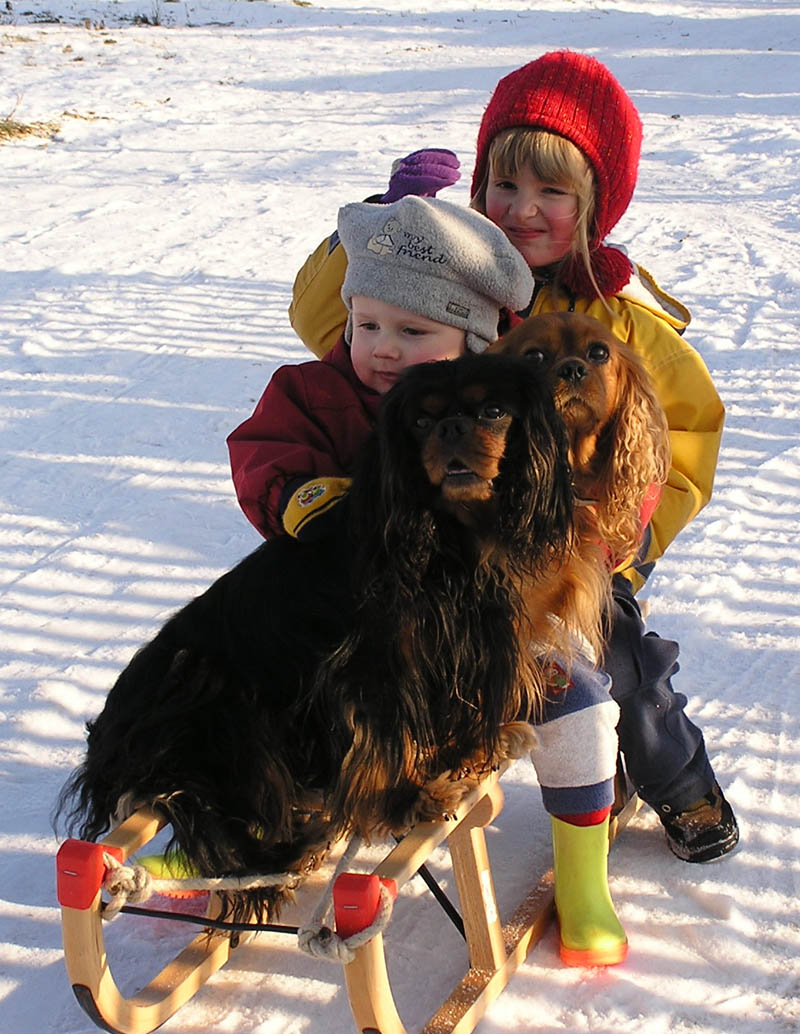 Winter - Schlitten fahren mit Kindern und Hunden