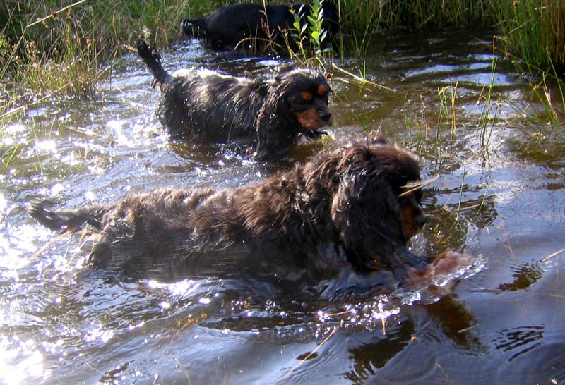  Wasserhunde  