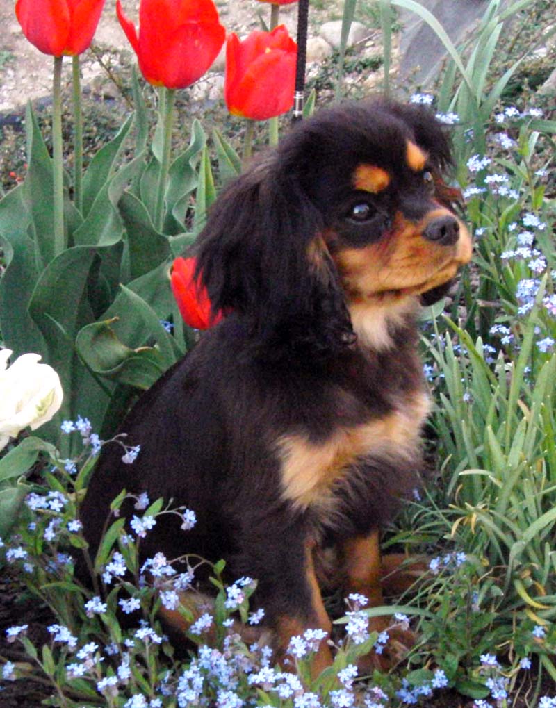 Eichsfeld Cavalier Adolar;T B&T