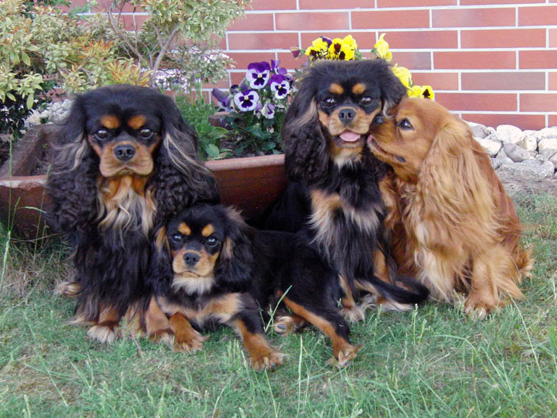 Whole Colour Familie Familie