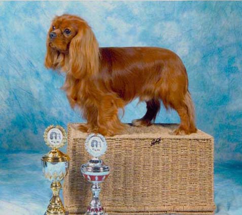 Galahad BOB CACIB Gießen Mai 2010 - Danke für das Bild an das Roberto-Team Galahad